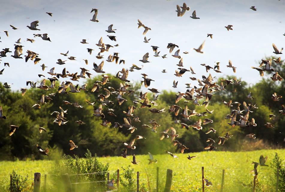 Duck hunting