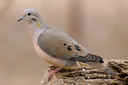 Doves species