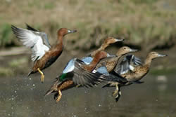 Duck species